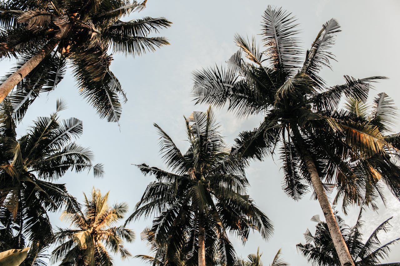 pexels andiravsanjani 804410